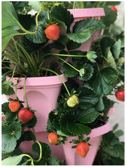 5  Raised Garden Beds Ideas For Your Vegatable&nbsp;Gardens